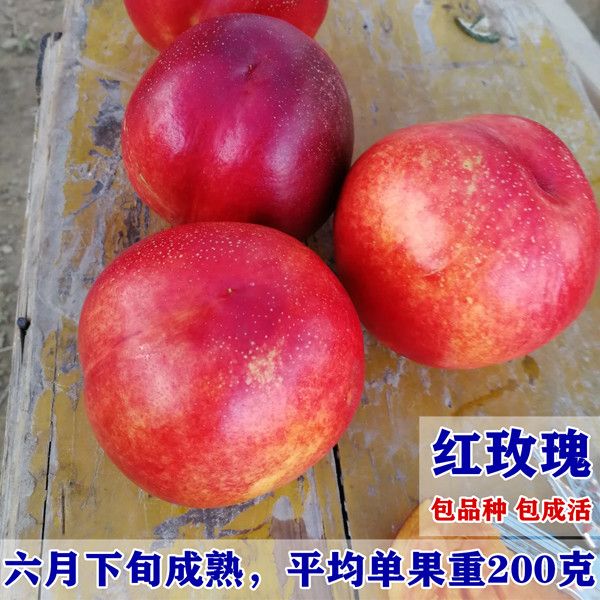 新品种嫁接红玫瑰油桃王树