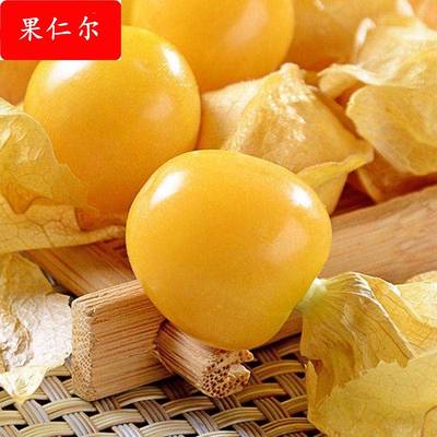 东北姑娘果大果超甜特大号东北黄姑娘水果菇娘新鲜东北特产灯笼果