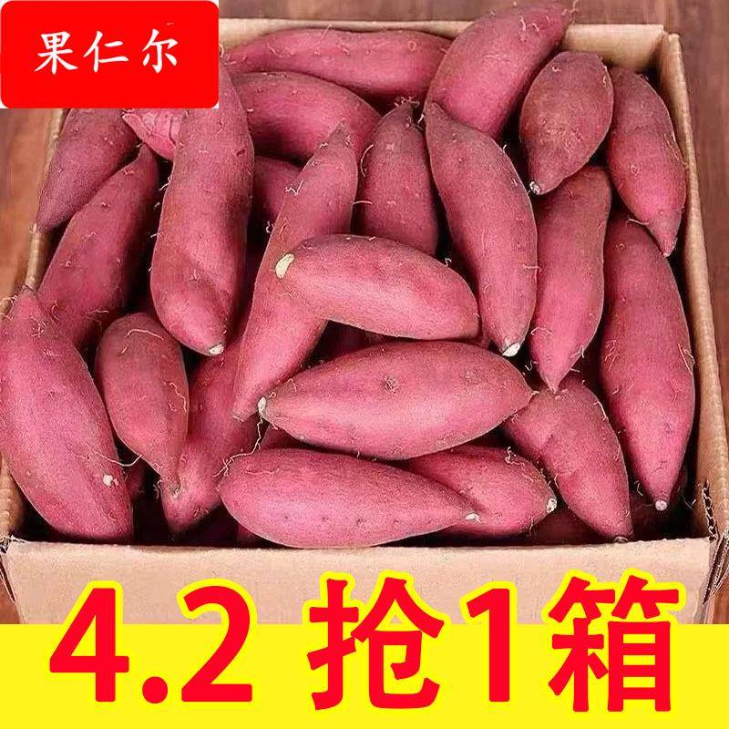 沙地蜜薯新鲜红薯9斤农家香甜薯板栗黄红心烤地瓜糖心小番薯山芋