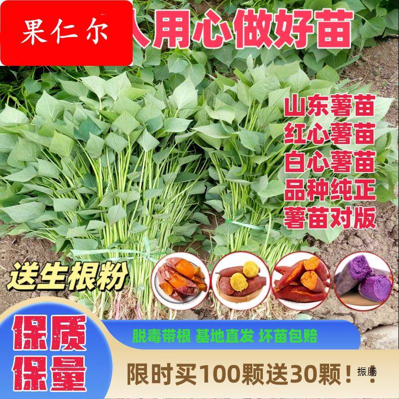 红薯苗地瓜苗红薯苗秧板栗薯紫薯苗老品种烟薯25蜜薯糖心红薯苗种