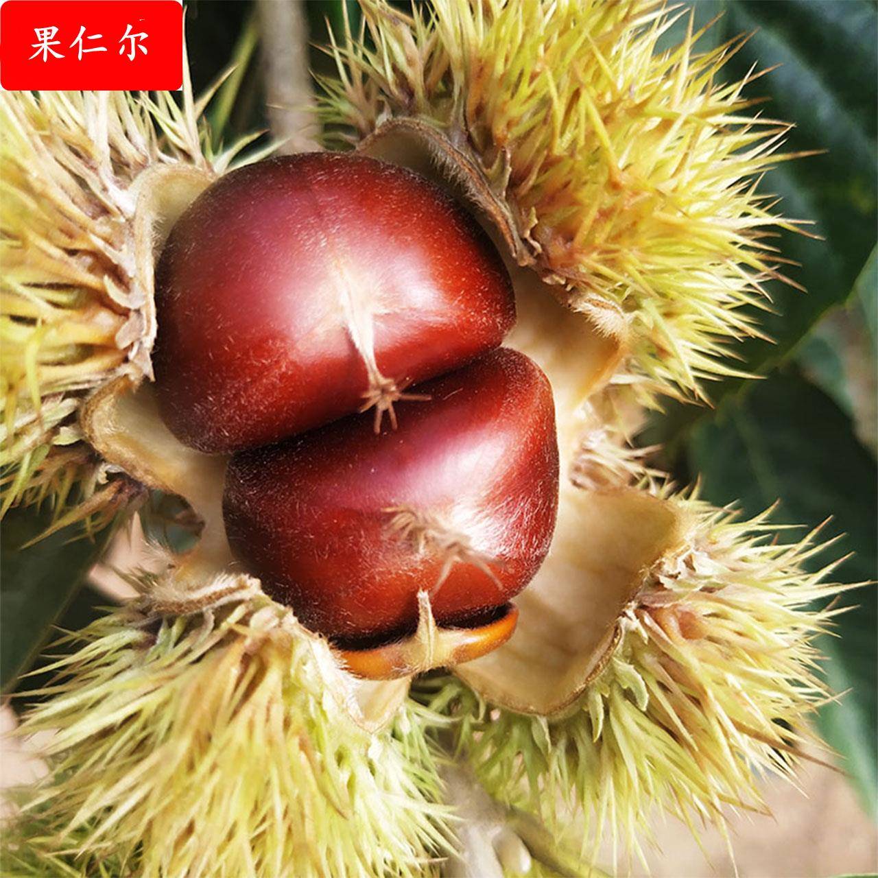 2024年河北青龙老树板栗新鲜油栗秦皇岛农家特产燕山生甘非遵迁隆