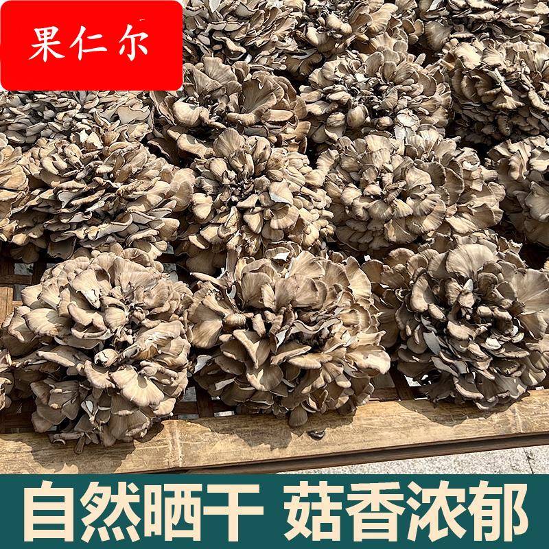 新鲜庆元农家灰树花干货无泥沙非特级舞茸菌栗蘑香菇