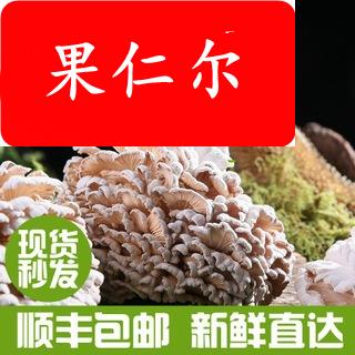 云南特产白参菌产地供应新鲜食用菌煲汤食材菌菇鲜货优质