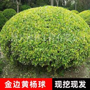 精品金边黄杨球金边大叶黄杨冬青卫矛球四季青花坛工程绿化灌木球