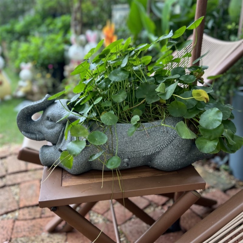 大象花盆睡莲专用水培植物花盆大口径无孔家用阳台一W叶莲水培器