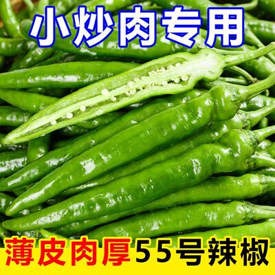 【费大厨同款】湘研55号正宗薄皮青辣椒湖南微辣新鲜牛角虎皮尖椒