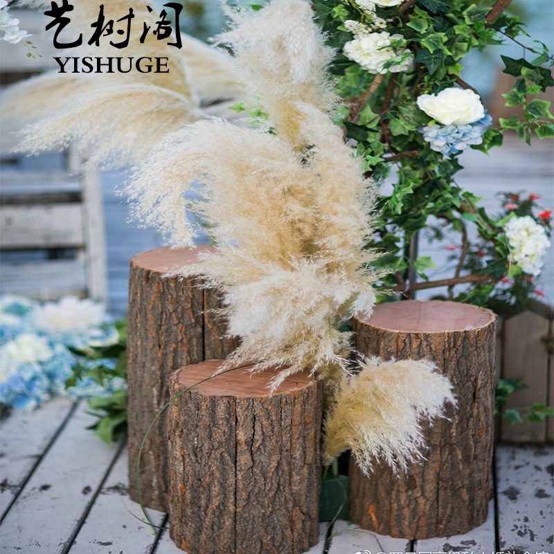 小木桩底座摆件树桩树干原木头小树摄影拍K照园艺木柱木墩装饰道