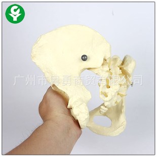 女性盆骨模型 成人人体骨盆模型 分娩示范教学模型桌上礼品模型
