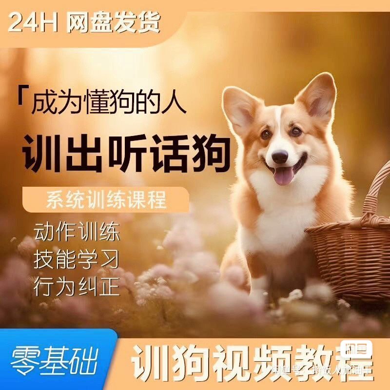 训狗视频教程!零基础也能学会!