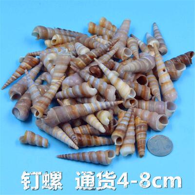 钉螺天然贝壳海螺海星鱼缸造景幼儿园手工diy打孔漂流瓶装饰