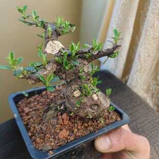 室内绿植白花栒子荀子盆景盆栽花卉观果开花结果四季长青耐热耐阴