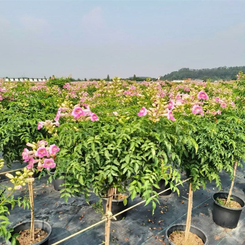 粉色凌霄独杆耐高温棒棒堂粉色凌霄大花凌霄盆栽地栽庭院花卉植物