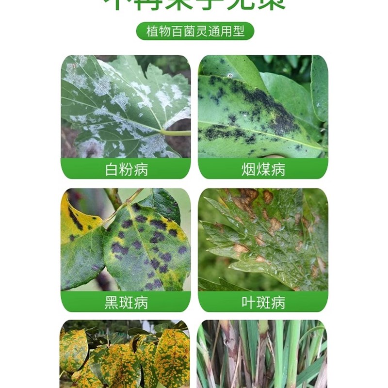 兰花黑斑病专用杀菌药治黄叶焦尖叶子发黄肥料烂根枯枝黑腐营养液