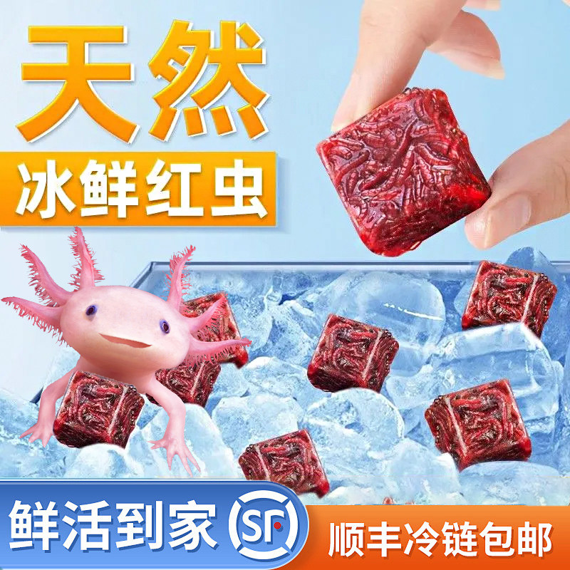 冰冻红虫六角恐龙鱼专用鱼粮观赏鱼鱼饲料红赤虫赤线虫通用型鱼食