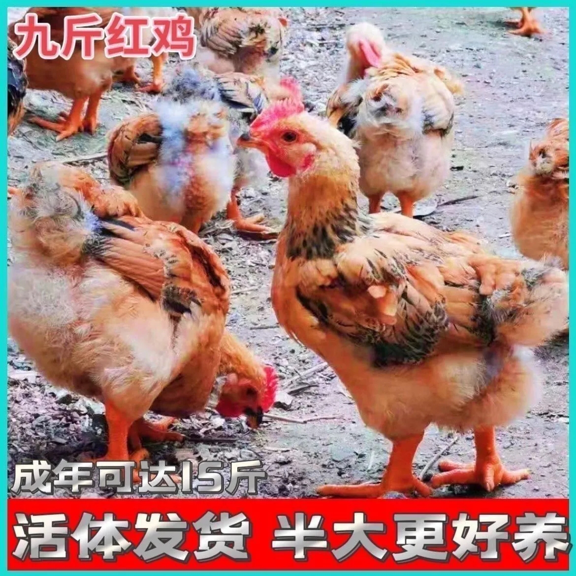 半斤九斤红大公鸡活苗红玉一斤活鸡包活到家土鸡苗散养公鸡活苗