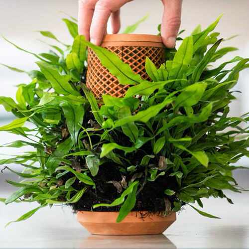 陶里瓶自动渗水盆懒人花盆网红苔藓附生板植猫草雨林无土陶柱瓶