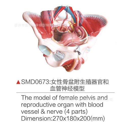 SMD0673女性骨盆附生Z器和血管神经模型
