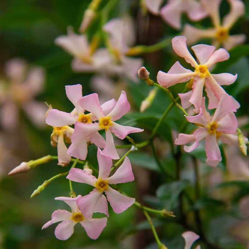 一件代发粉色洗礼风车茉莉爬藤四季开花卉绿植物室内阳台庭院盆栽,畜牧/养殖物资,畜牧/养殖器械,淘宝优惠券,粉丝福利购,淘宝优惠卷