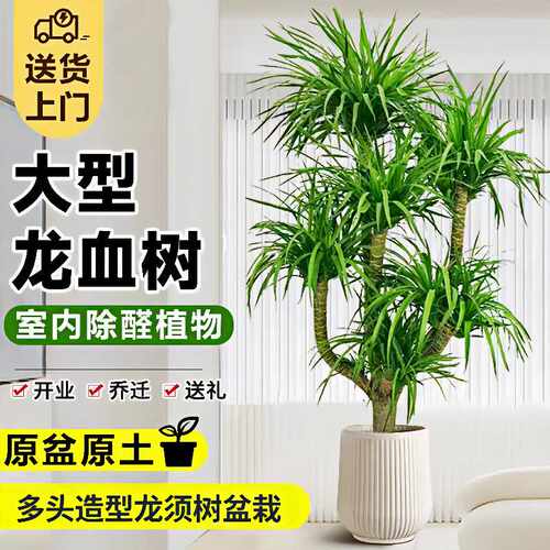 客厅大型绿植龙血树盆栽办公室内外双层多头龙须树乔迁旺宅吸甲醛