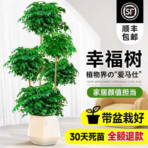 幸福树客厅盆栽大棵室内大型绿植物落地禄植吸甲醛新房乔迁花卉