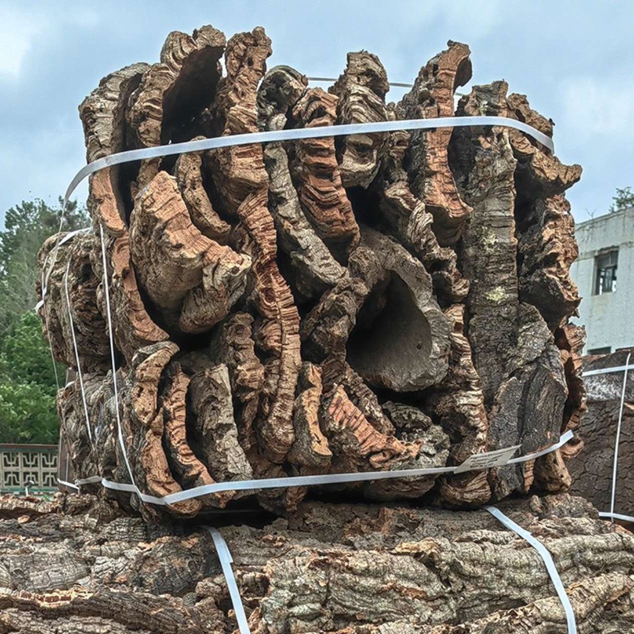 葡萄牙软木树皮种植鹿角蕨洋兰花空凤石斛爬宠躲避雨淋缸造景