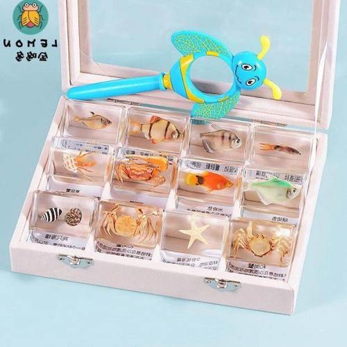 新款海洋动物真实鱼类树脂标本寄居蟹乌龟螃蟹琥珀摆件幼儿园教学