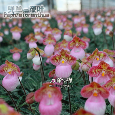 绿缘兰花实生苗硬叶/玉女兜兰(Paph.micranthum)洋兰室内桌面