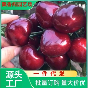 矮化樱桃砧木 吉塞拉六号砧木苗 组培吉塞拉砧木 嫁接樱桃