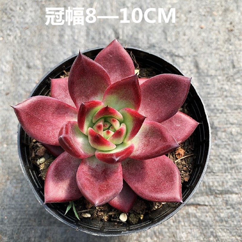 罗宾 精品进口冬云系稀有多肉植物大棵  新手好V养园艺绿植组合