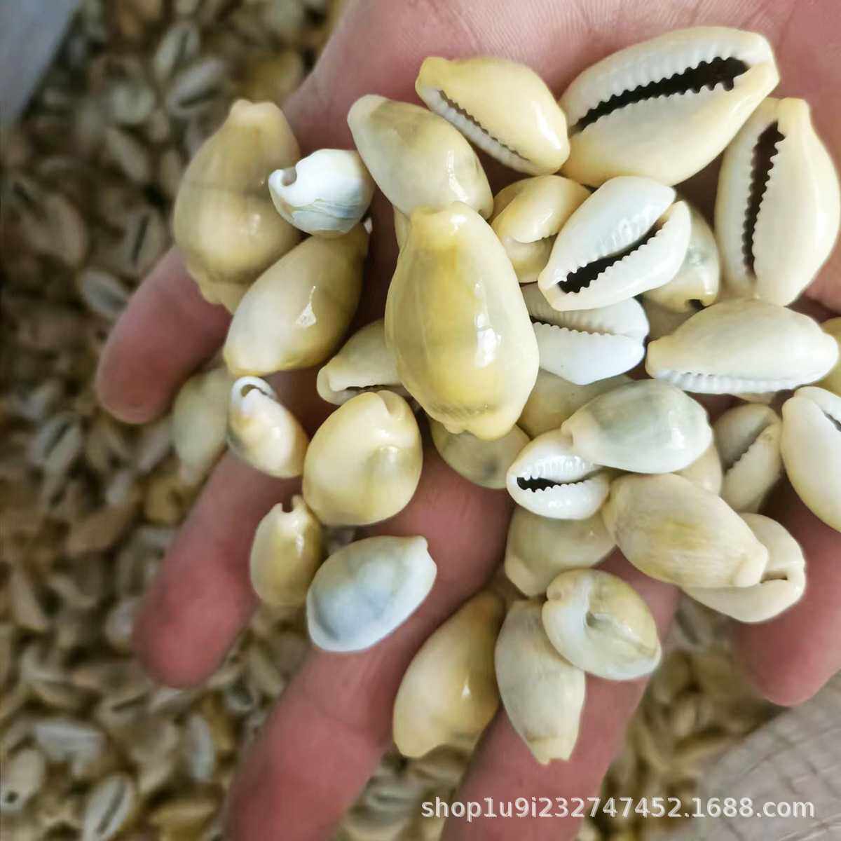爱贝来自然海螺贝壳 黄金宝螺 贝壳工艺品饰品材料 打孔金边贝