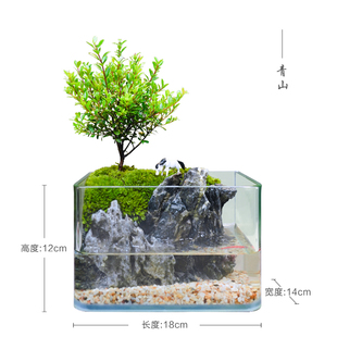 桌面苔藓微景观绿植生态瓶斗鱼家用小鱼缸客厅小叶赤楠盆景水陆缸