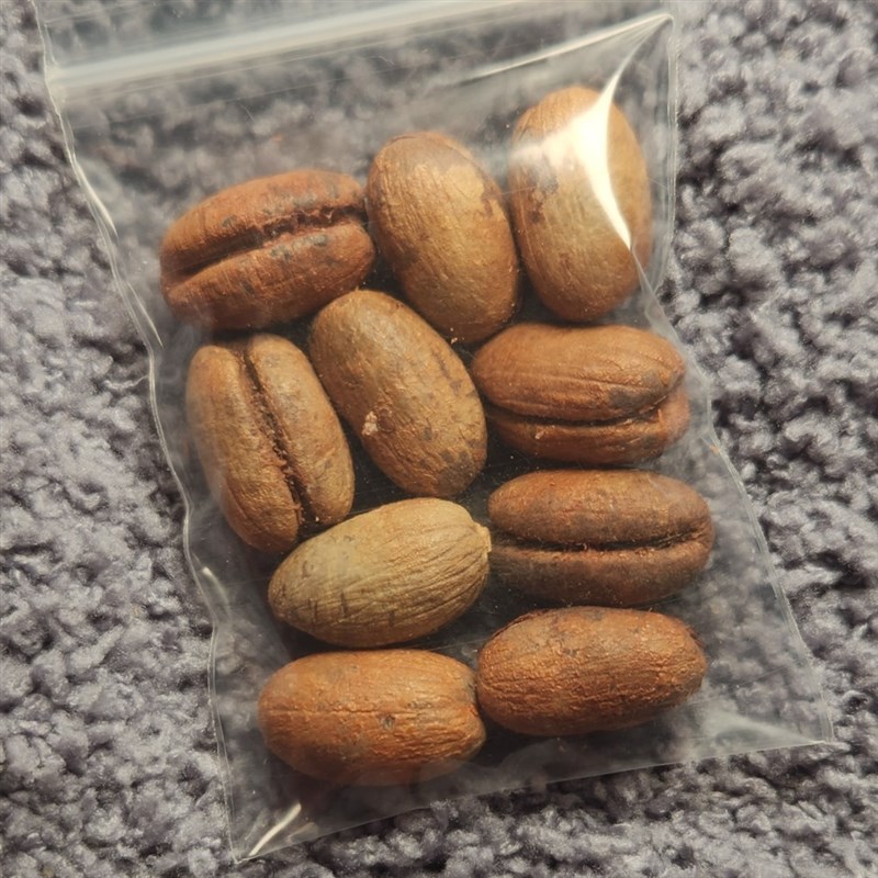 元夙造物c青稞/胖椰枣核 背云/卡子/侧挂 栢香籽/百香籽配饰