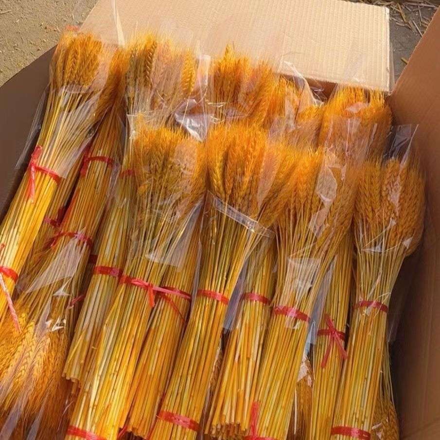 摆件天然干花插花119开业大麦花束黄金束大卖收藏人1花篮麦穗