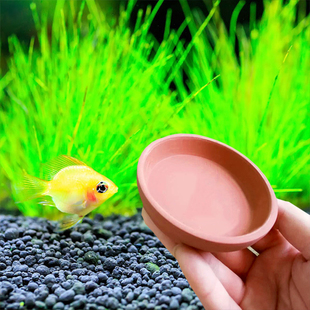 金波子繁殖盘片阿凡达生小鱼产卵短鲷饲养繁殖孵化盘土陶盘净化水