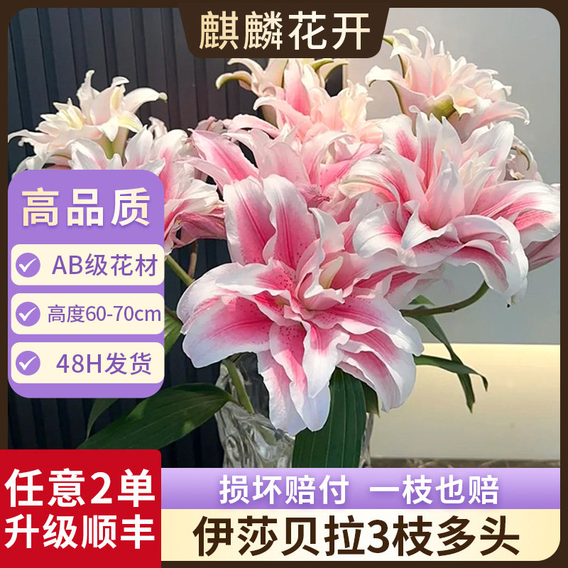 伊莎贝拉重瓣百合花鲜花云南基地直发七夕情人节礼物花束鲜切花