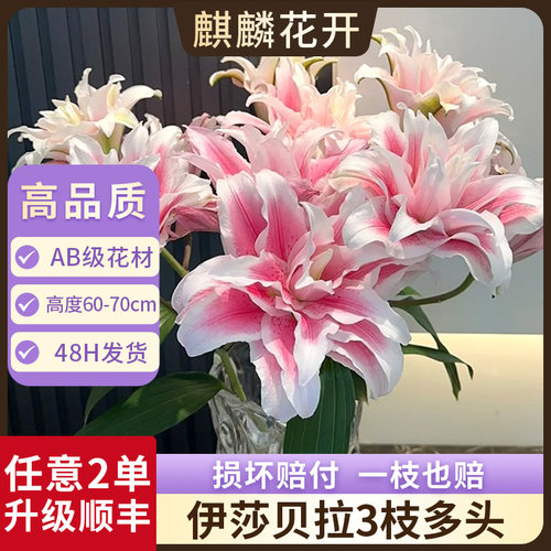 伊莎贝拉重瓣百合花鲜花云南基地直发七夕情人节礼物花束鲜切花