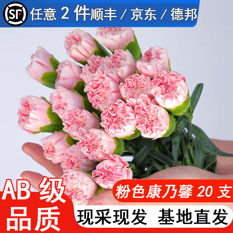 粉色康乃馨鲜花云南基地直发女神母亲教师节单头康水养鲜切花