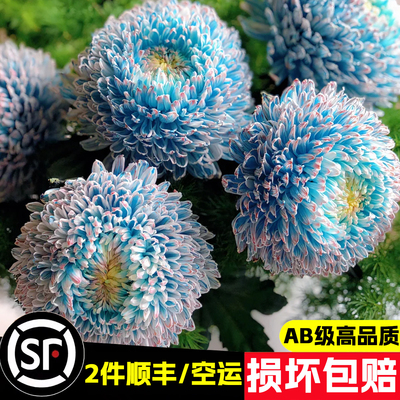 牡丹菊青花瓷梦幻蓝紫色粉色鲜切花期长云南基地直发鲜花花束礼物