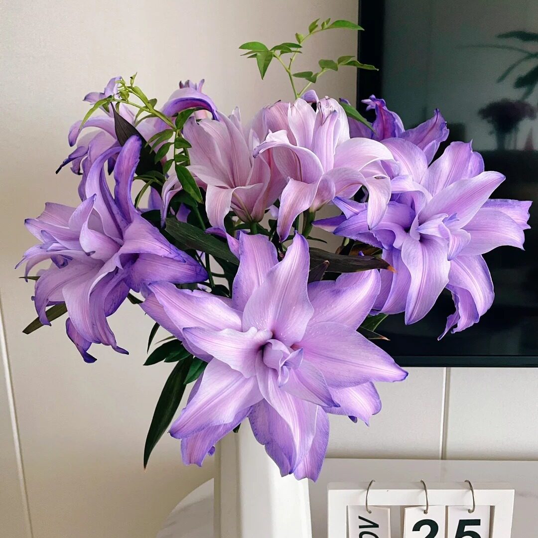 重瓣香水百合鲜切花直发