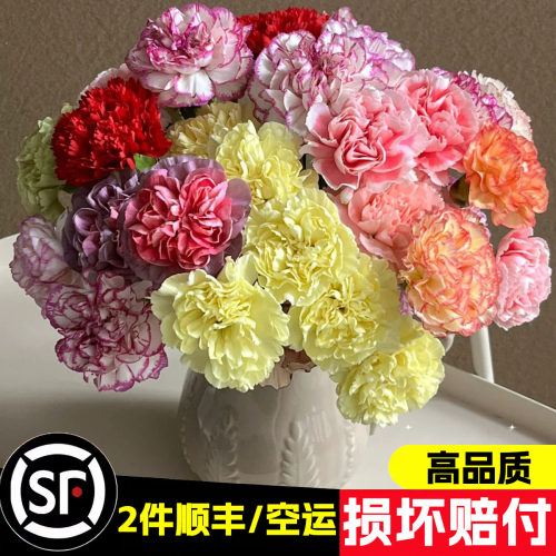 混色康乃馨鲜花云南直发