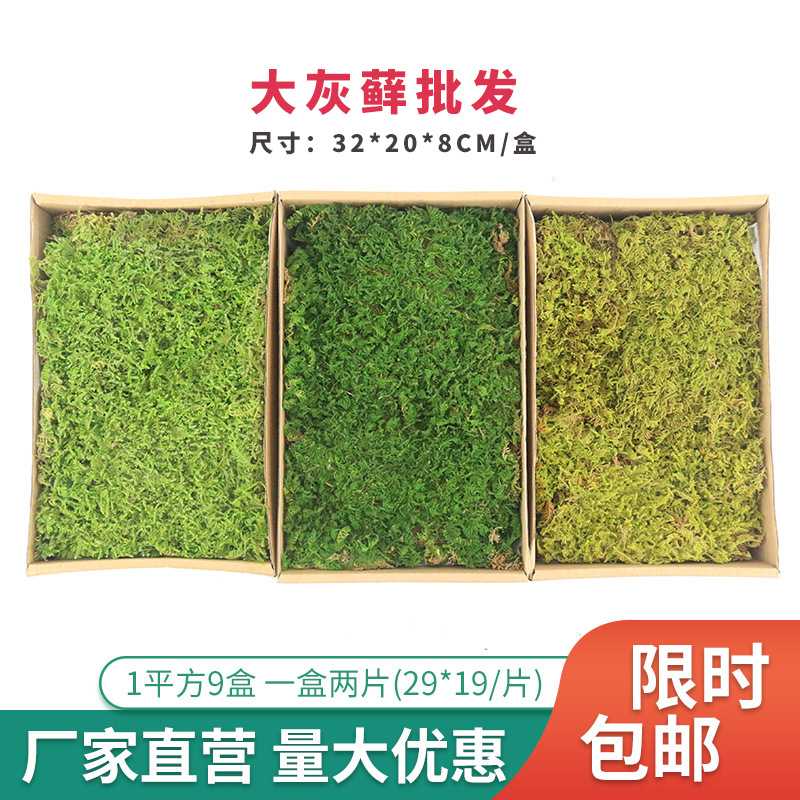 永生苔藓大灰藓植被苔藓枯山水景观装饰青苔草皮绿植墙干花背景墙