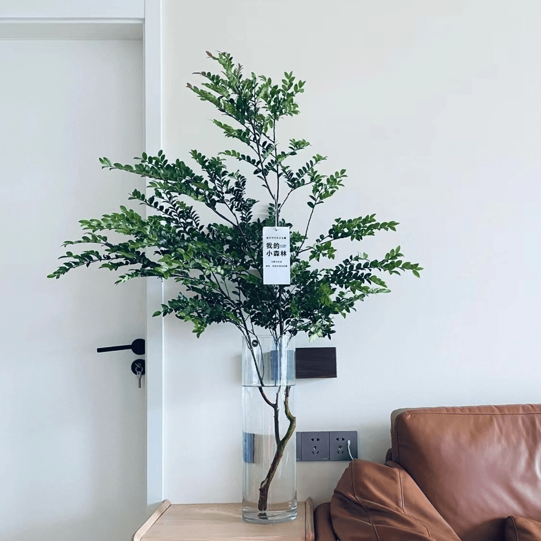美男树水培植物室内好养护家里吊钟茂盛鲜切枝高端马醉木水培绿植