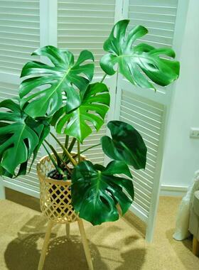 70-90公分老桩多株龟背竹盆栽室内土培水培四季常青净化空气NQ