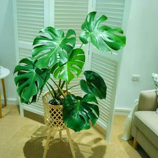 70-90公分老桩多株龟背竹盆栽室内土培水培四季常青净化空气NQ