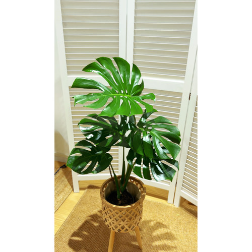 龟背竹大叶开背盆栽室内外通用土培水培净化空气四季常青