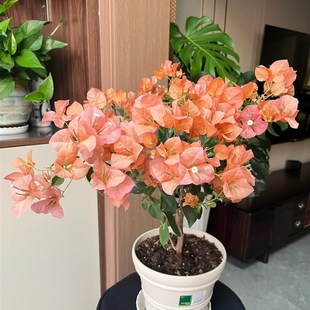 三角梅原生小苗袋苗新品种三角梅花树苗福建漳州基地发包品种对版