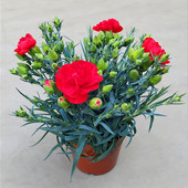 康乃馨盆栽花苗带花苞室内阳台庭院四季 花卉绿植鲜花好养开花植物