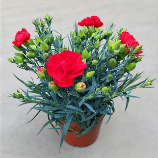 康乃馨盆栽花苗带花苞室内阳台庭院四季花卉绿植鲜花好养开花植物