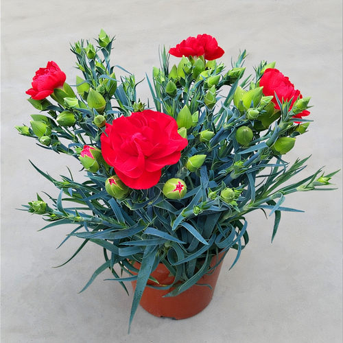 康乃馨盆栽四季花苗带花苞开花