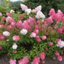 圆锥绣球木本乔木耐寒耐热香草草莓夏日美人锥形绣球室外花镜绿植